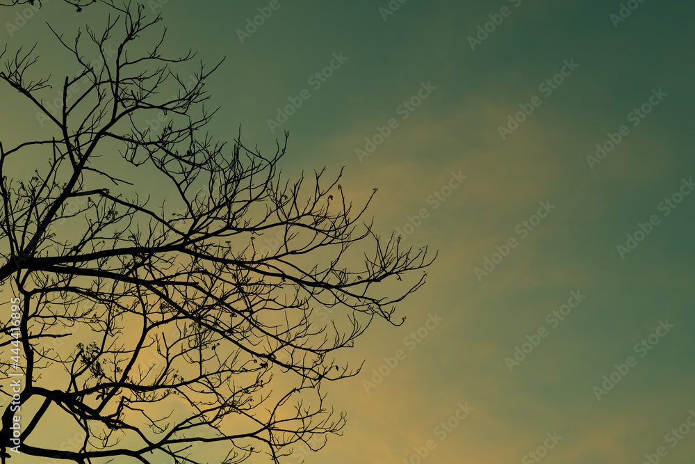 Silhouette trees with beautiful sky background, forest Silhouette trees with beautiful sky background, forest