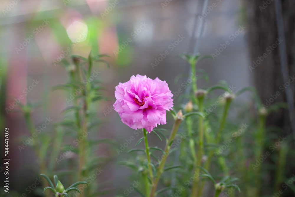 Fototapeta premium Flowers in the garden contryside thailand