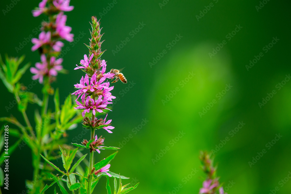 Bee Collecting Pollen Pink Summer Wild Flower Floral Bee Collecting Pollen Pink Summer Wild Flower Floral