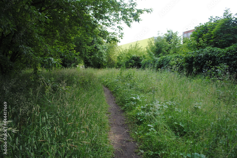 Meadow in Moscow. Plants from Red Book Meadow in Moscow. Plants from Red Book