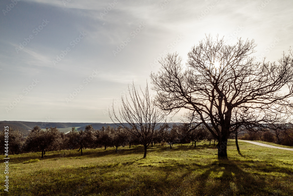 Olive trees in the croatian countryside Olive trees in the croatian countryside