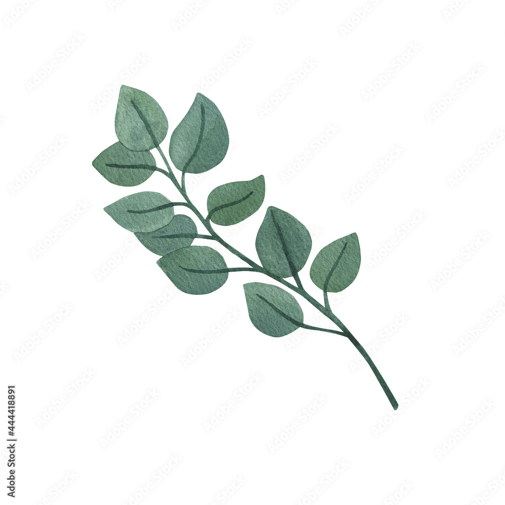 round eucalyptus clipart for wedding invitations, wreath, borders, greenery decoration. Simple, modern, watercolor illustrations. Isolated on white background.