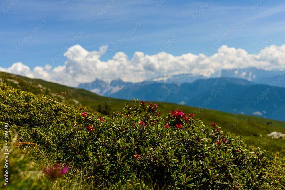 Alpenrose mit Hintergrund mit Wolken und Bergen