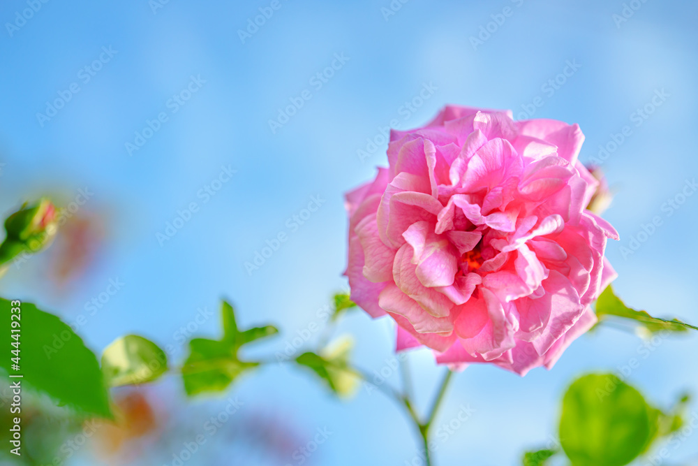 rose / 薔薇/ローズ /ピンクサマースノー 