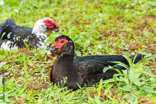 The male and female Muscovy ducks sit on the grass