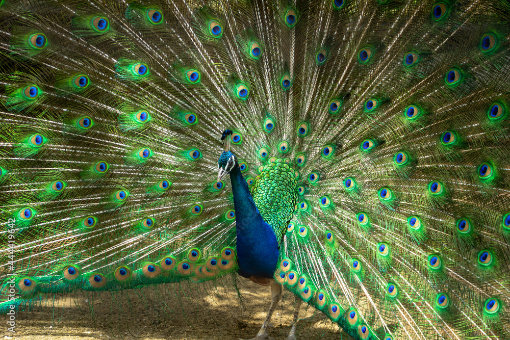 Obraz premium 孔雀