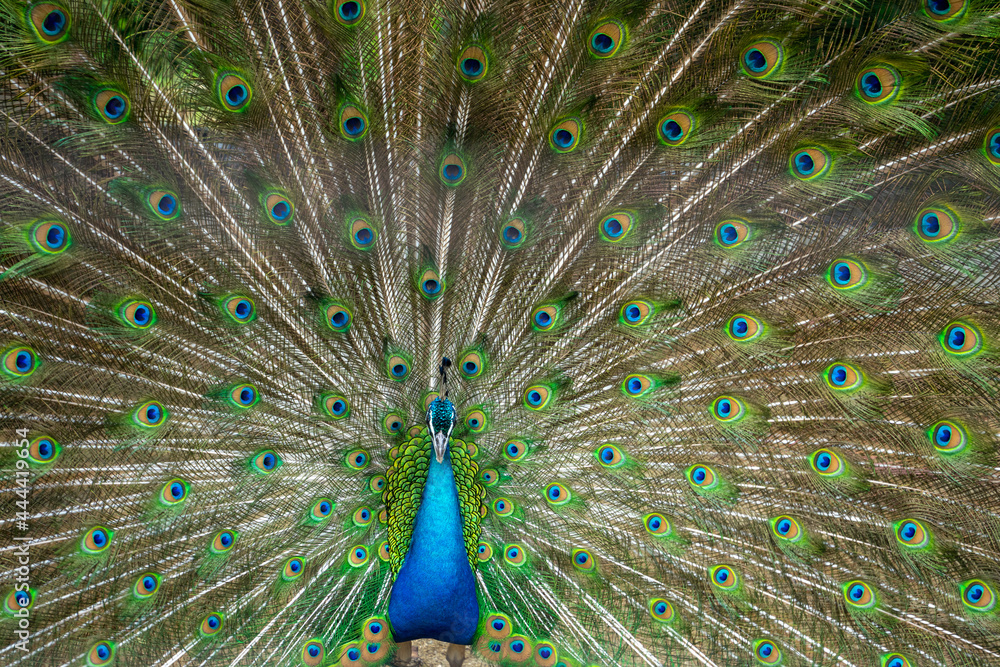 Obraz premium 孔雀
