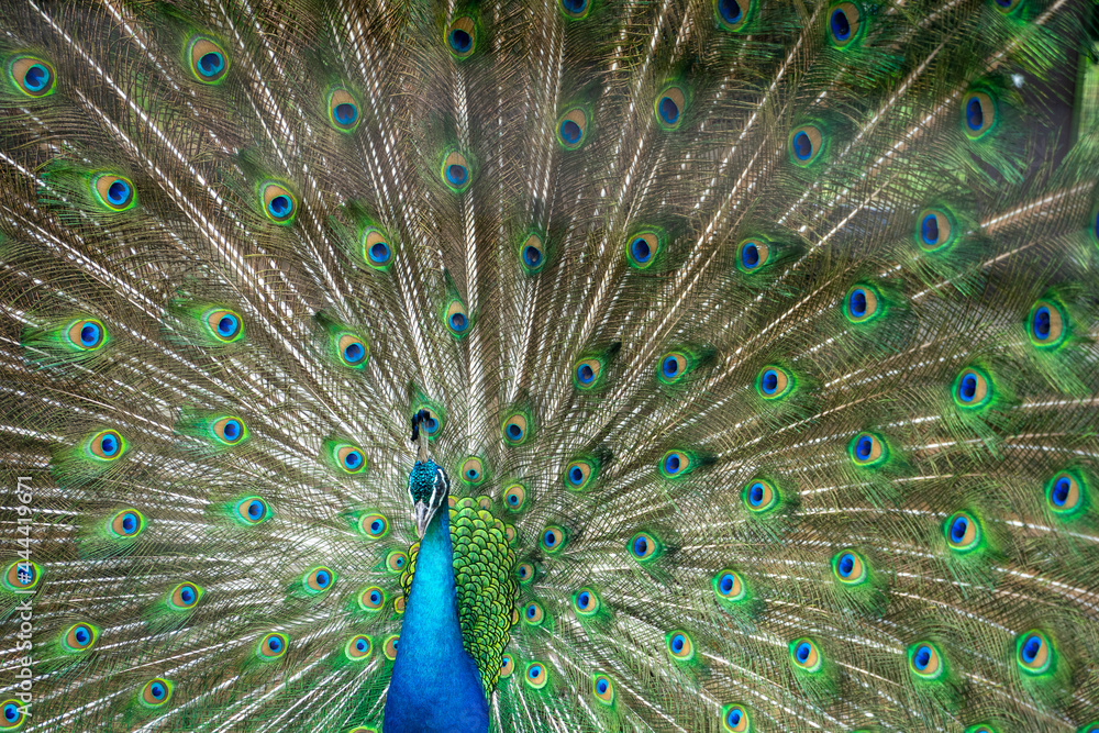 Naklejka premium 孔雀