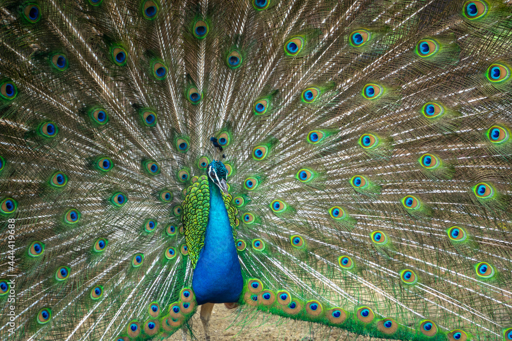 Obraz premium 孔雀