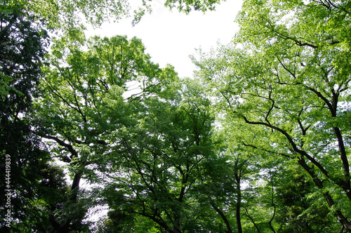 tree in the forest