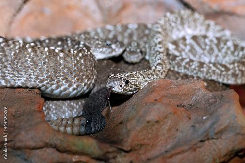 uracoan rattlesnake close up