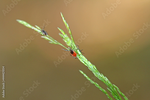 common wooden trestles lurking on the blade of grass, left the male and female right  photo