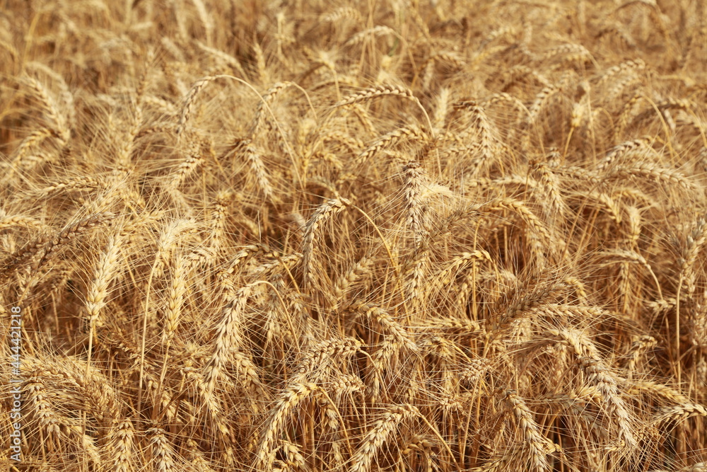 golden wheat field for harwesting golden wheat field for harwesting