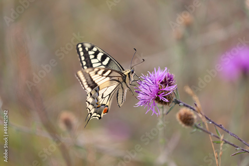 Old World Swallowtail Papilio machaon foraging on thistle © denis