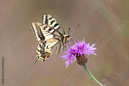 Old World Swallowtail Papilio machaon foraging on thistle