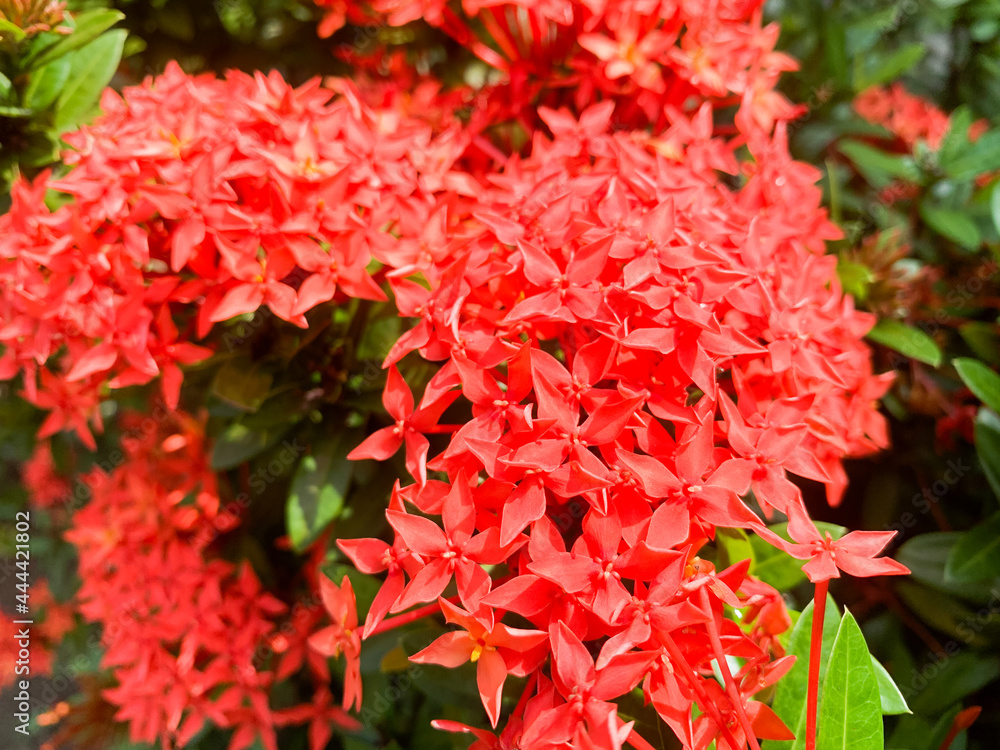 Red flowers bloom in a beautiful garden Red flowers bloom in a beautiful garden