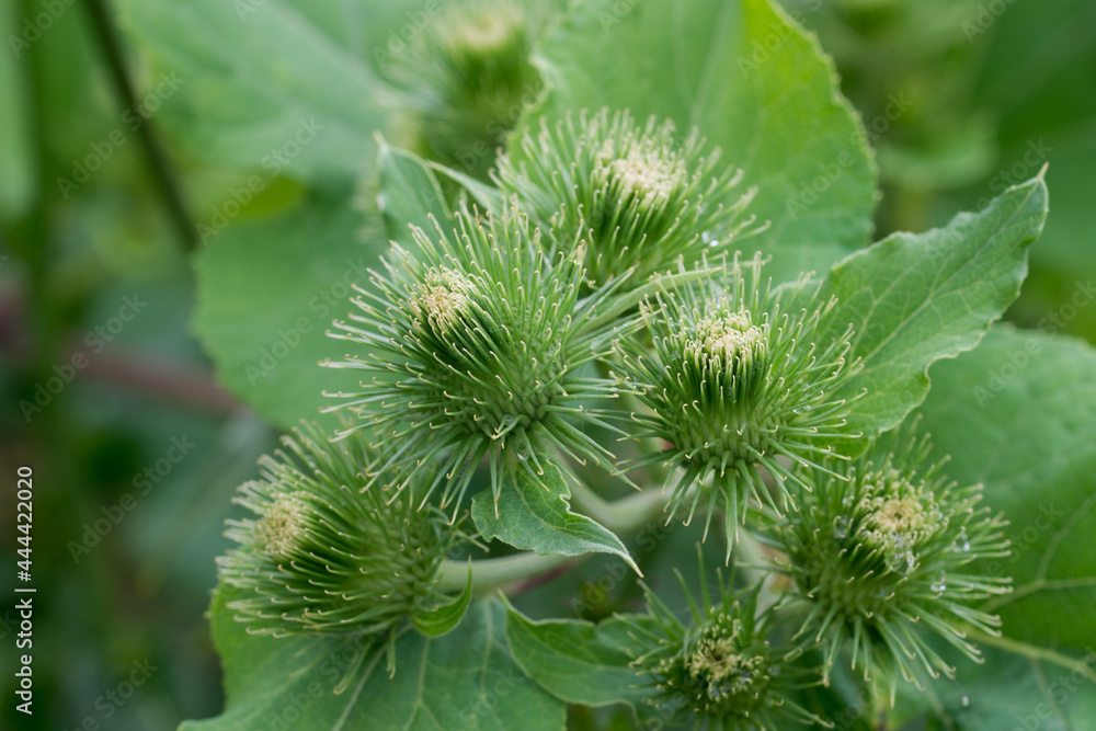 Arctium minus, lesser burdock flowers closeup selective focus Arctium minus, lesser burdock flowers closeup selective focus