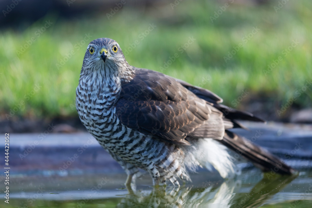 Fototapeta premium European Sparrowhawk Accipiter nisus in close view