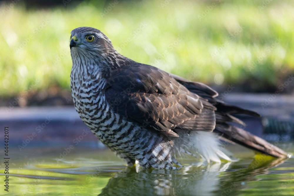Obraz premium European Sparrowhawk Accipiter nisus in close view