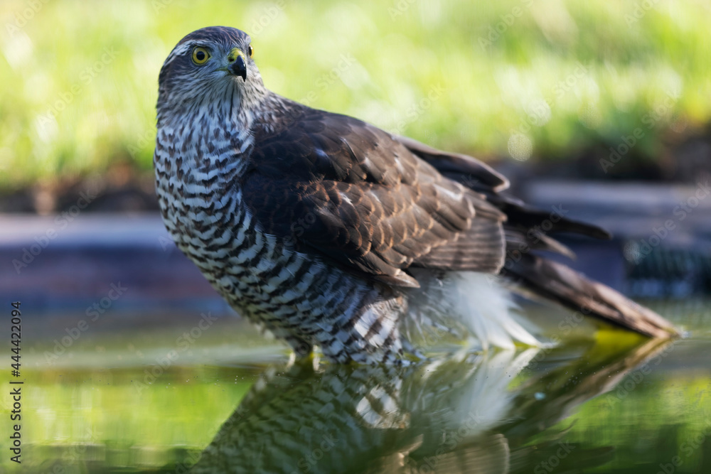 Obraz premium European Sparrowhawk Accipiter nisus in close view