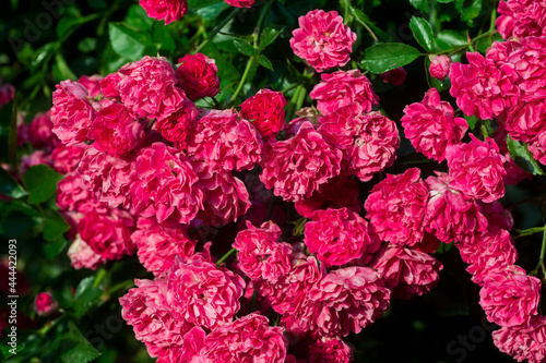red climbing rose flowers