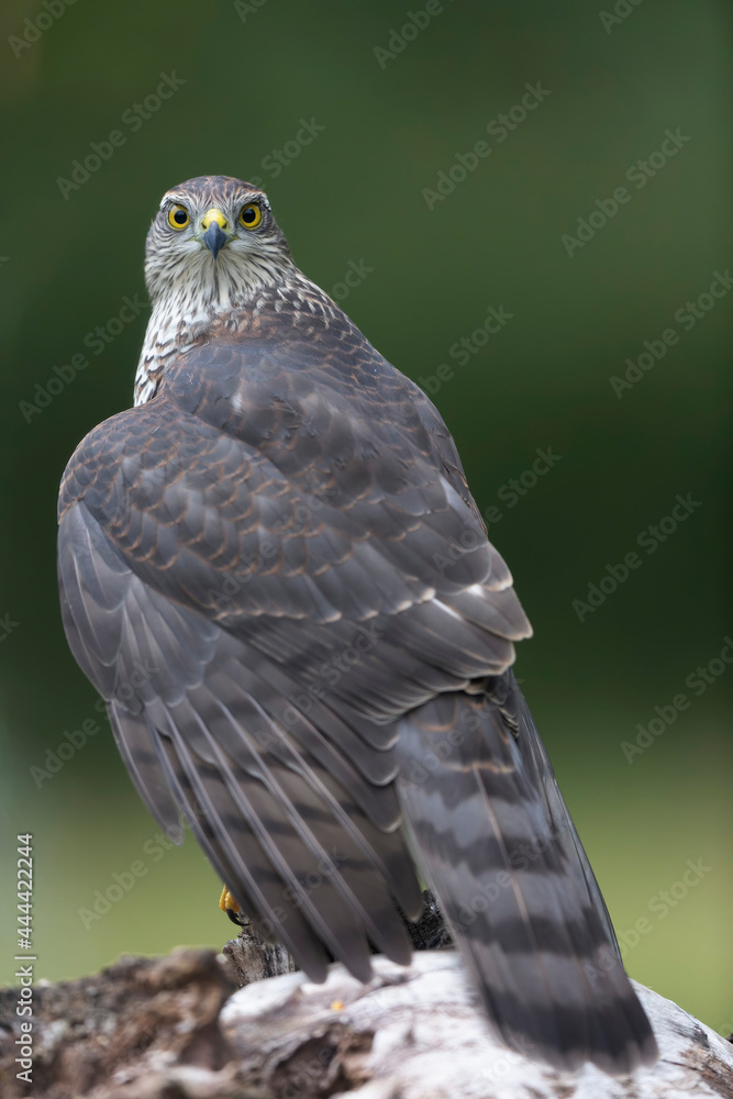 Obraz premium European Sparrowhawk Accipiter nisus in close view