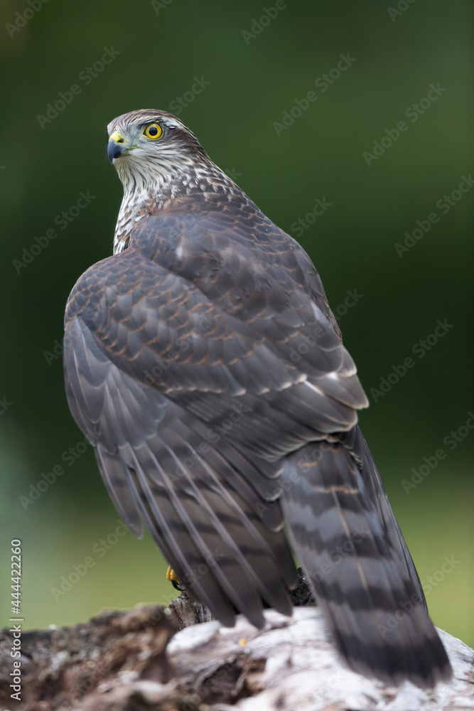 European Sparrowhawk Accipiter nisus in close view