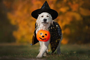 happy golden retriever dog in halloween costume walking with a pumpkin basket outdoors
