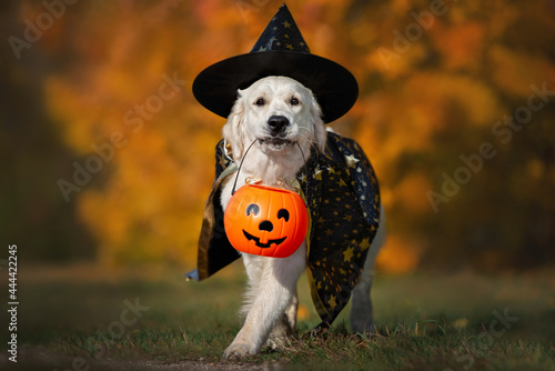 Slika na platnu happy golden retriever dog in halloween costume walking with a pumpkin basket ou