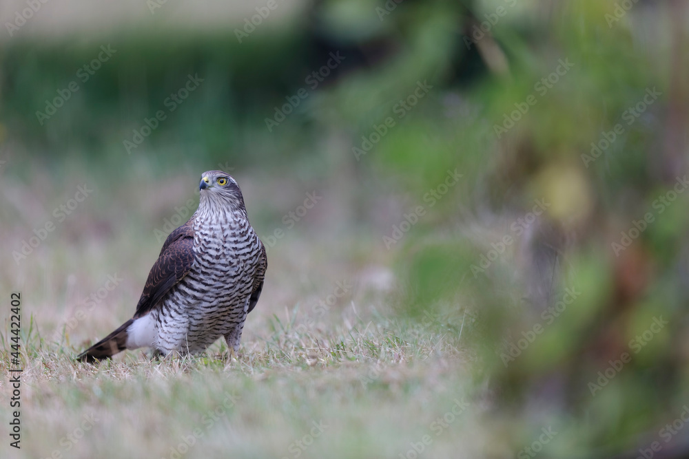 European Sparrowhawk Accipiter nisus in close view European Sparrowhawk Accipiter nisus in close view
