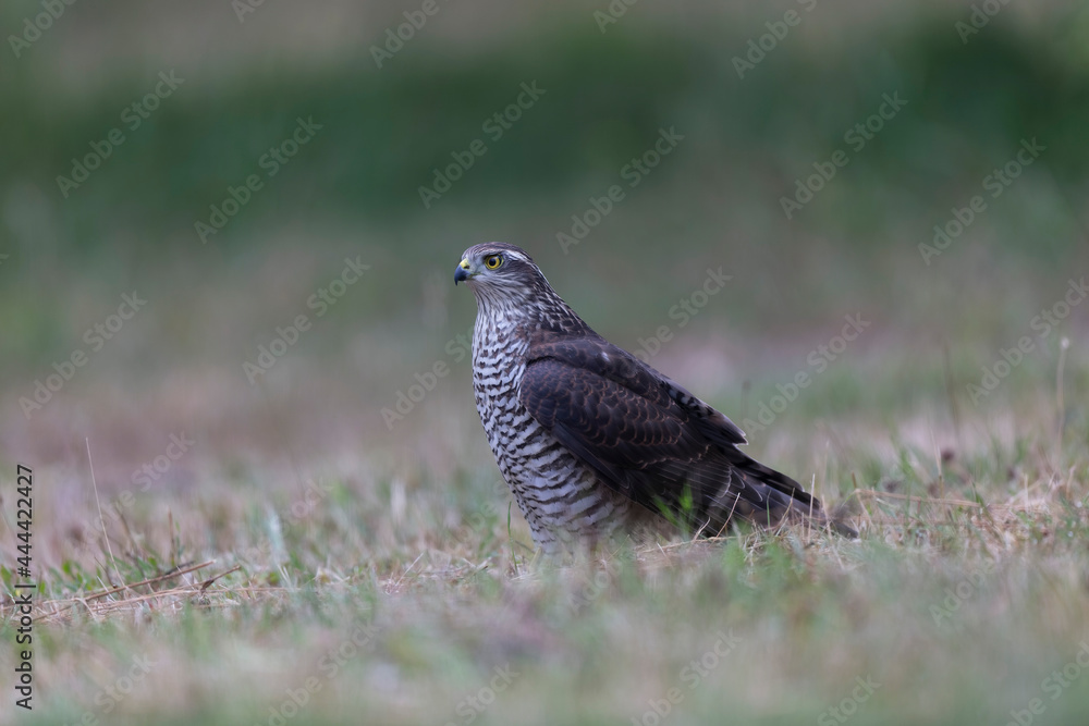 Obraz premium European Sparrowhawk Accipiter nisus in close view