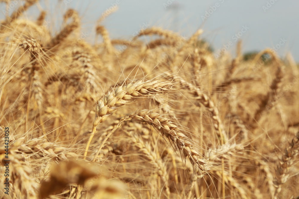Fototapeta premium golden wheat field for harwesting