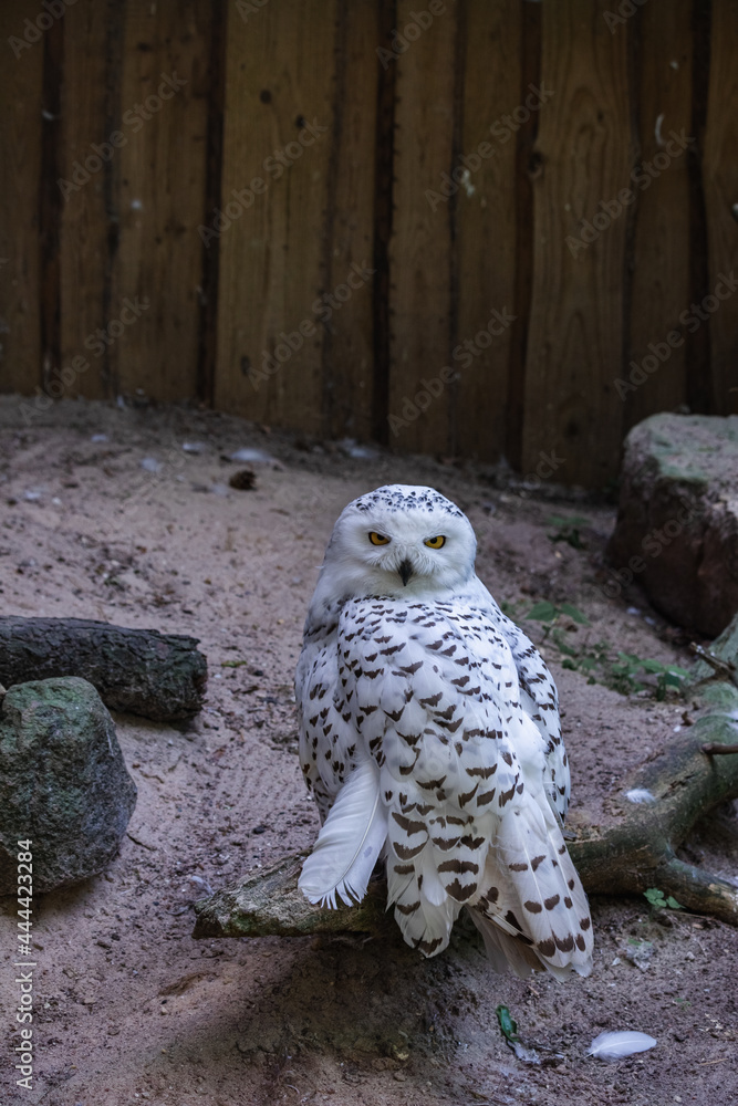 Obraz premium Arctic white polar snowy owl 