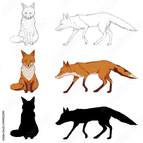 Vetor Set of Fox Illustrations. Silhouette  Sketch and Cartoon