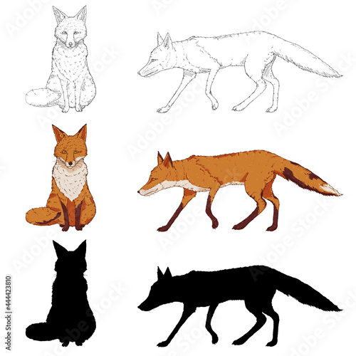 Vetor Set of Fox Illustrations. Silhouette, Sketch and Cartoon