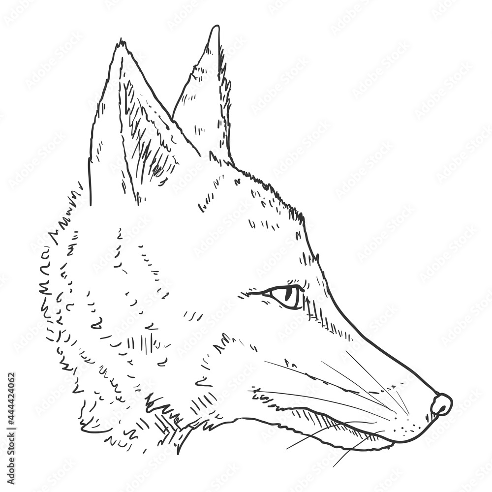 Fox Head. Vector Sketch Illustration.