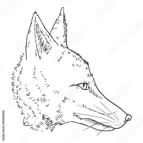 Fox Head. Vector Sketch Illustration.