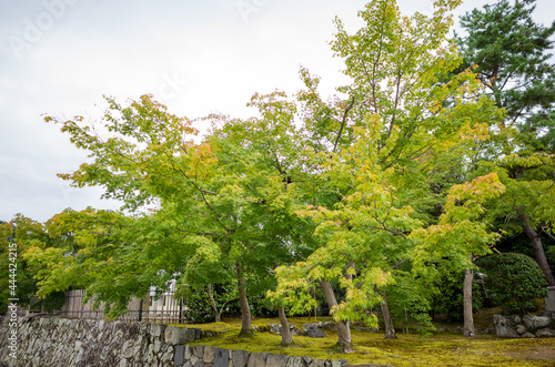 maple trees with green leaves beside temple in kyoto, japan