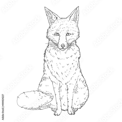 Sitting Fox. Front View. Vector Illustration.