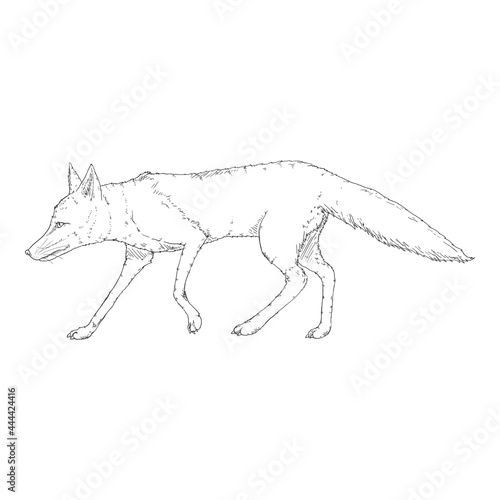 Walking Fox. Side View. Vector Illustration.