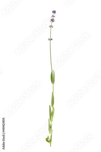 Lavender herb, stem with green leaves and purple flowers isolated on white background