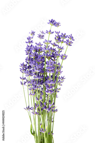 Lavender flowers stems with green leaves isolated on white background