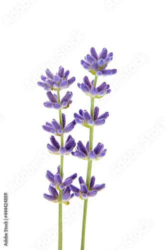 Lavender flowers isolated on white background. Fresh purple flowers closeup