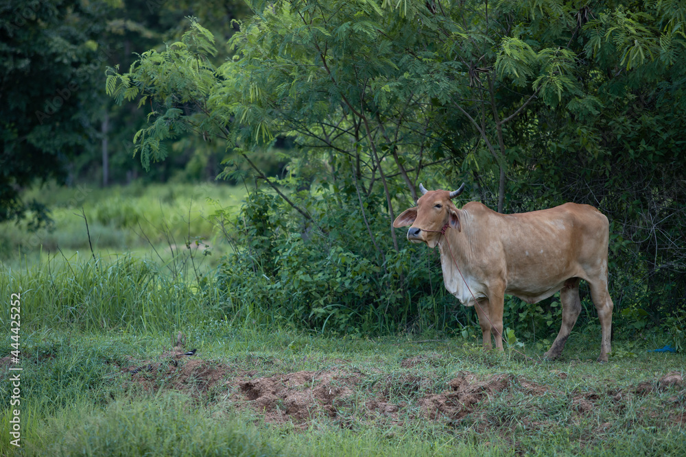 A cow suffering from Lumpy Skin Disease stands in a rice field, behind it is a lush greenery. A cow suffering from Lumpy Skin Disease stands in a rice field, behind it is a lush greenery.