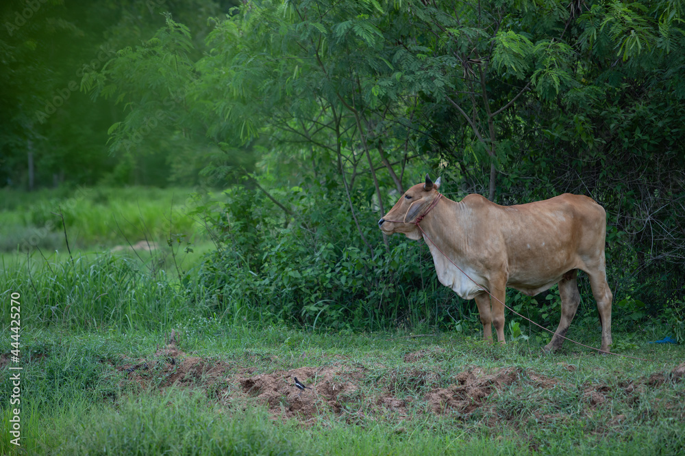 The bull stood facing the field. In the back, there are many trees, lush greenery.