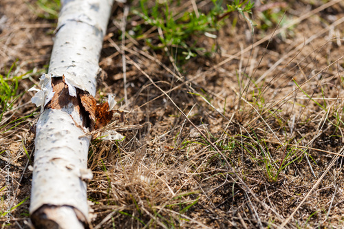 A broken off birch branch with a damaged birch bark in the middle, with intricate curls, lies in the dried grass. Selective focus. photo