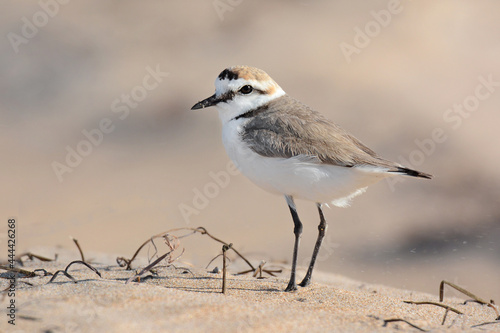 Photos Kentish plover