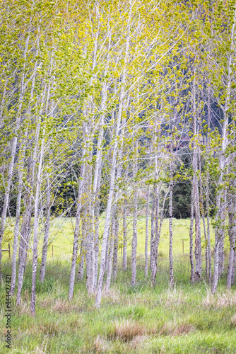 Birch trees for natural barrier