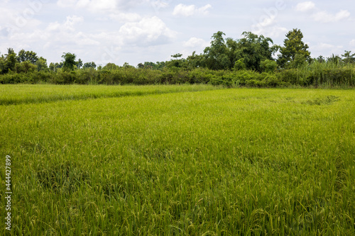 View of green rice fields with weeds and trees during the rainy season.