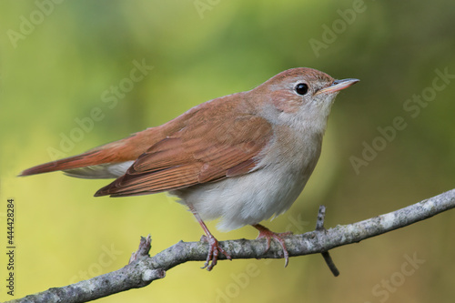 Принти на полотні Common nightingale